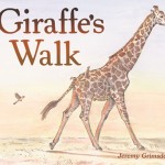 Giraffes Walk