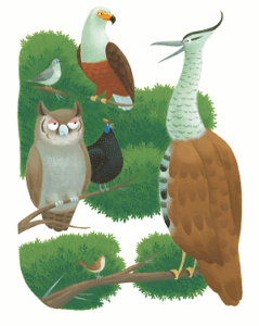 King_of_birds_1